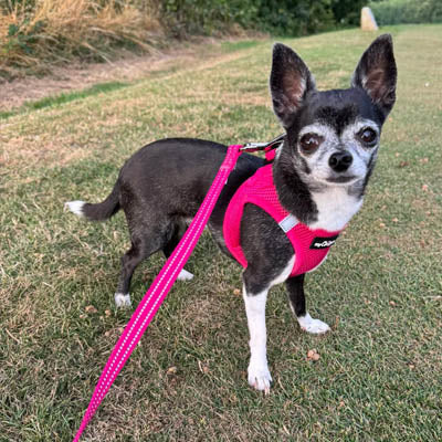 Reflective Hot Pink Webbing Lead 15mm for Small Dogs