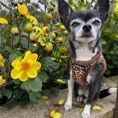 Leopard Step In Harness for Small Dogs and Puppies