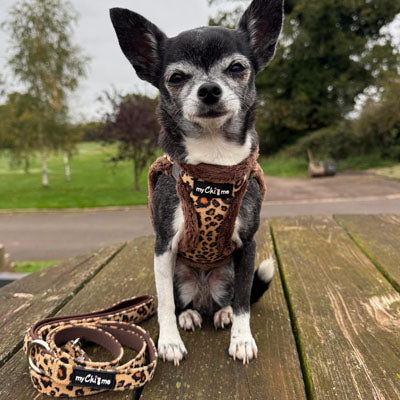 Luxury Leopard Lead for Small Dogs