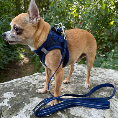 Reflective Navy Webbing Lead 15mm with Neoprene Handle