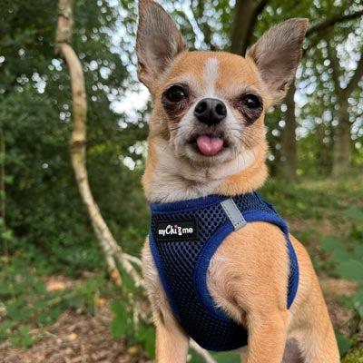 Step In Air Mesh Harness for Puppies and Small Dogs Navy