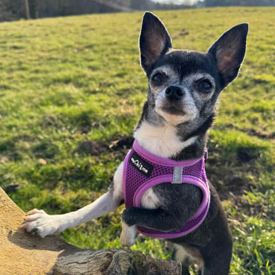 Step In Air Mesh Puppy and Small Dog Harness in Purple