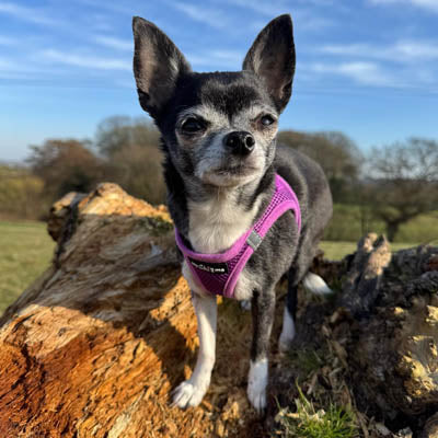 Step In Air Mesh Puppy and Small Dog Harness in Purple