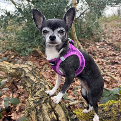 Step In Air Mesh Puppy and Small Dog Harness in Purple