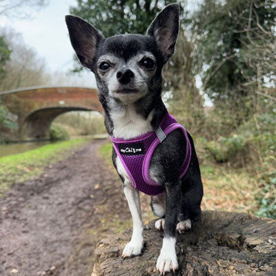 Step In Air Mesh Puppy and Small Dog Harness in Purple