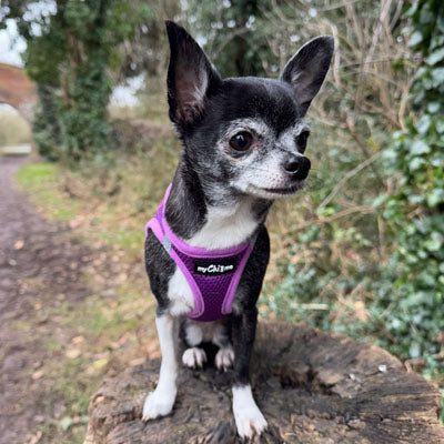 Step In Air Mesh Puppy and Small Dog Harness in Purple