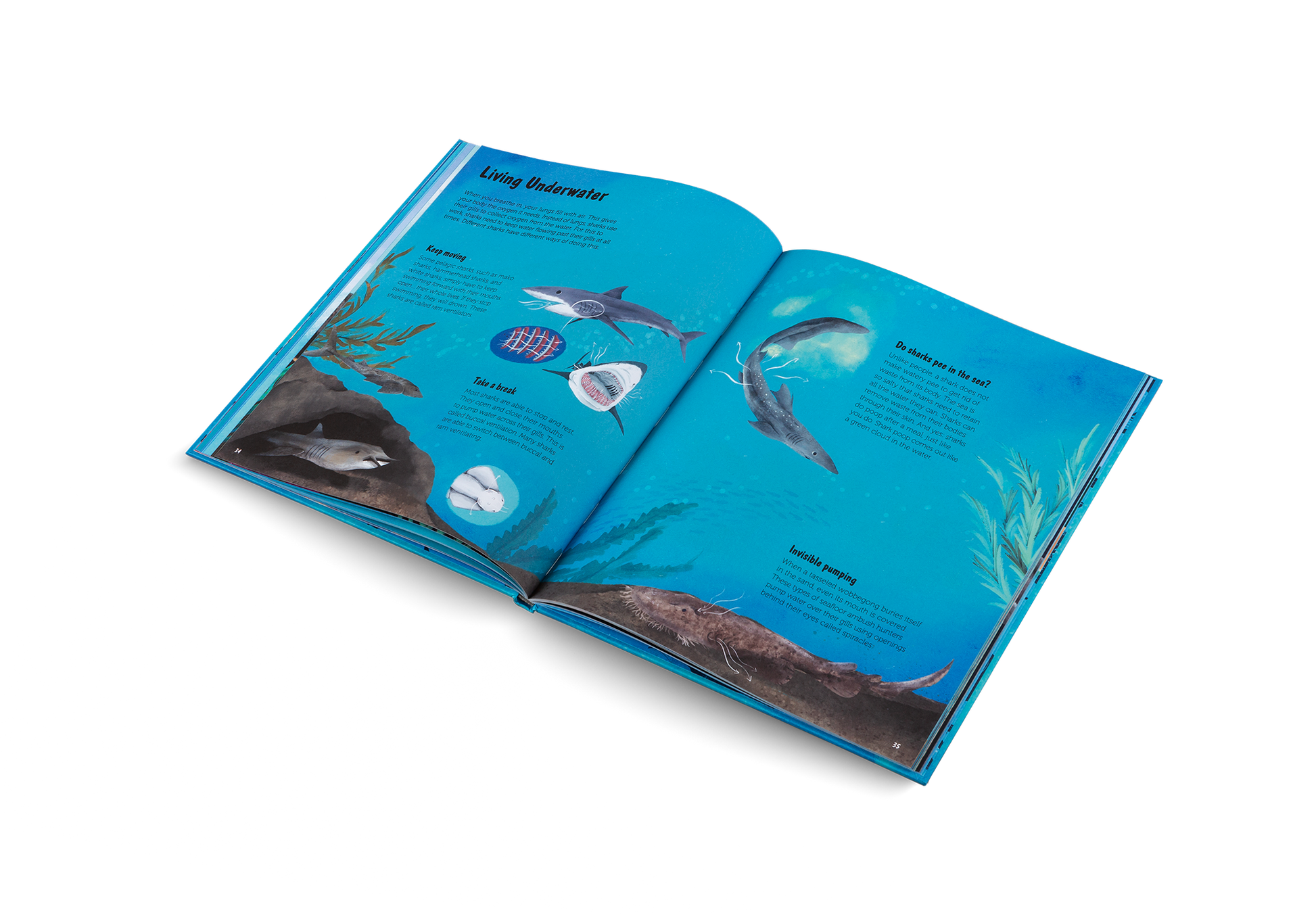 The World of Sharks
