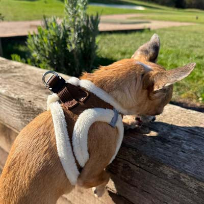 Step In Soft Touch Suede Faux Fur Lined Puppy and Small Dog Harness Mocha