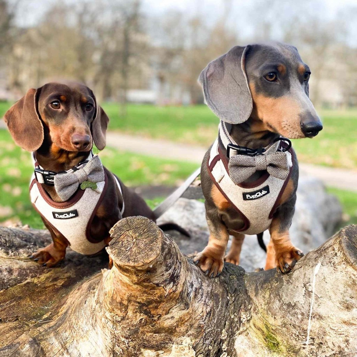 Tweed Adjustable Harness in Brown