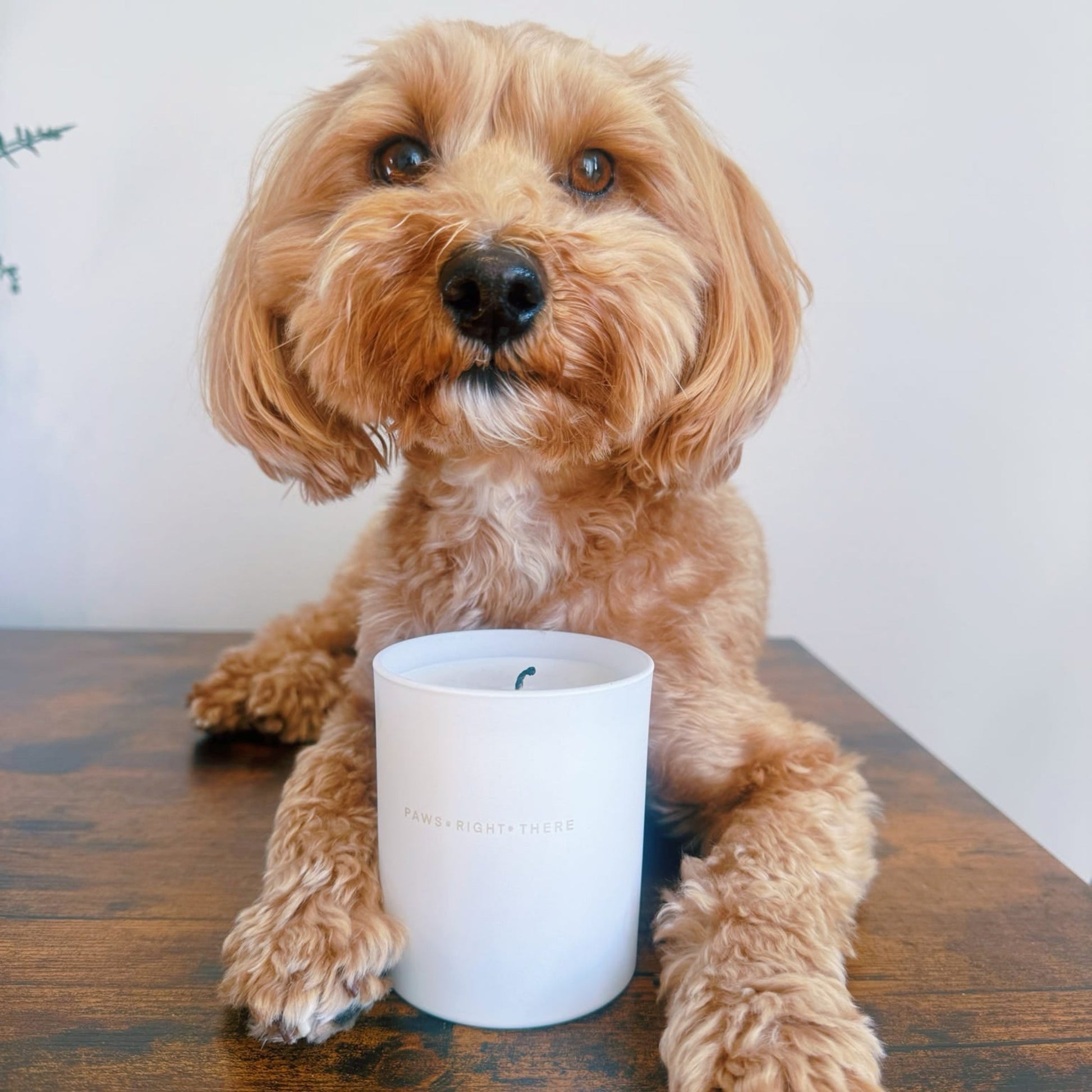 Goodbye Wet Dog Purifying Pet Friendly Candle