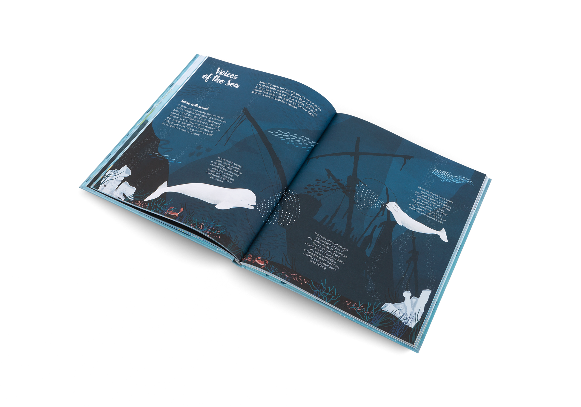 The World of Whales