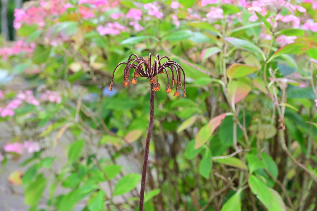 Sicilian Honey Garlic Flower