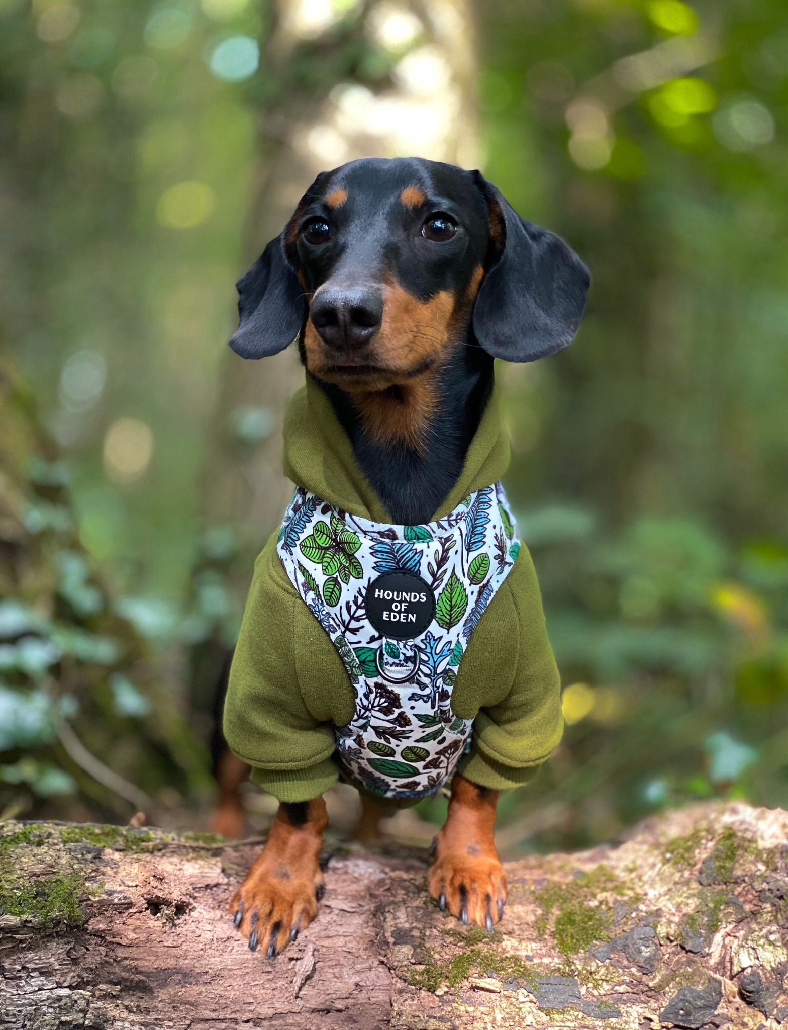 Dog Hoodie - Black