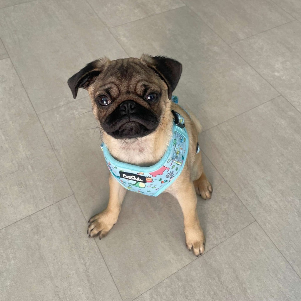 Adjustable Dinosaur Party Dog Harness