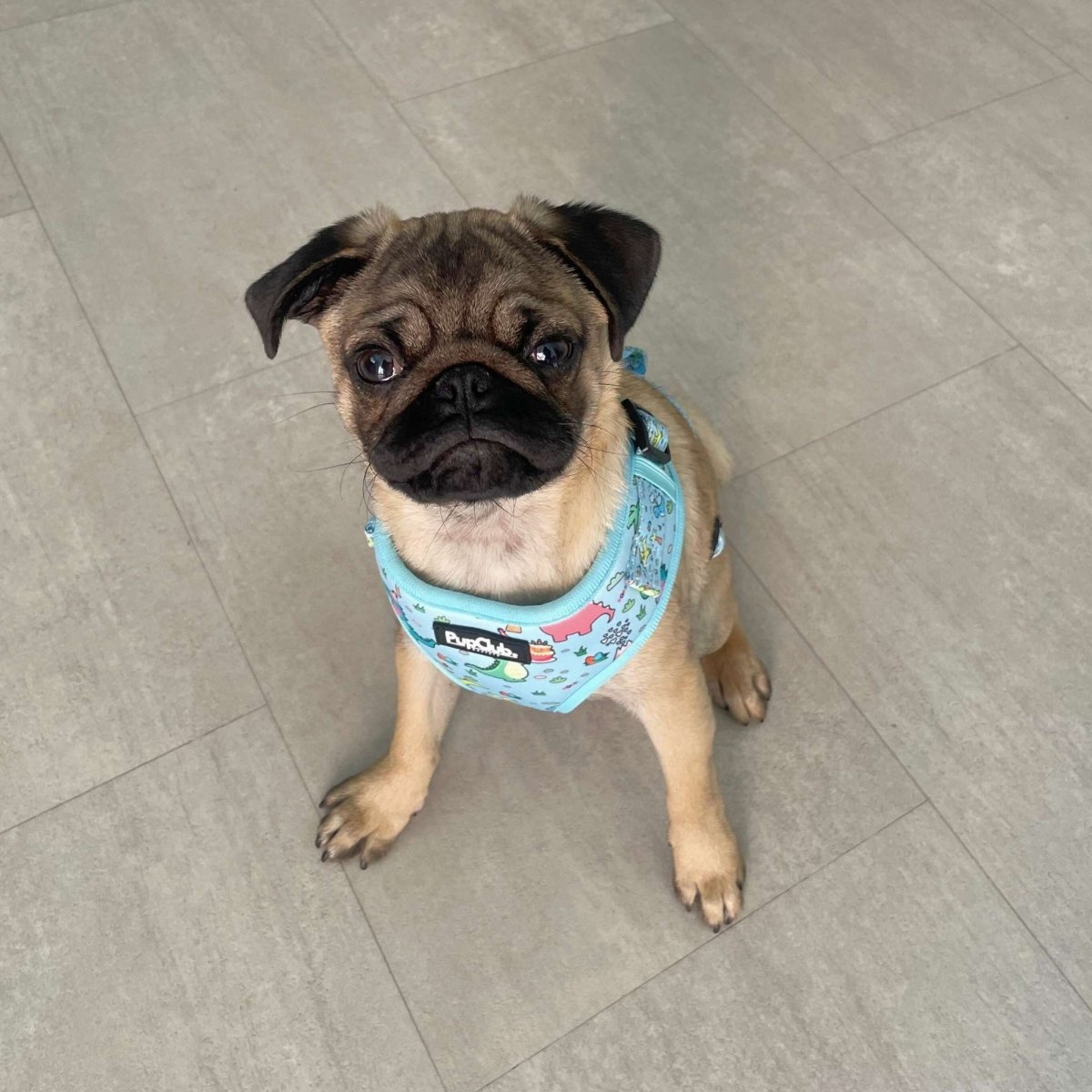Adjustable Dinosaur Party Dog Harness