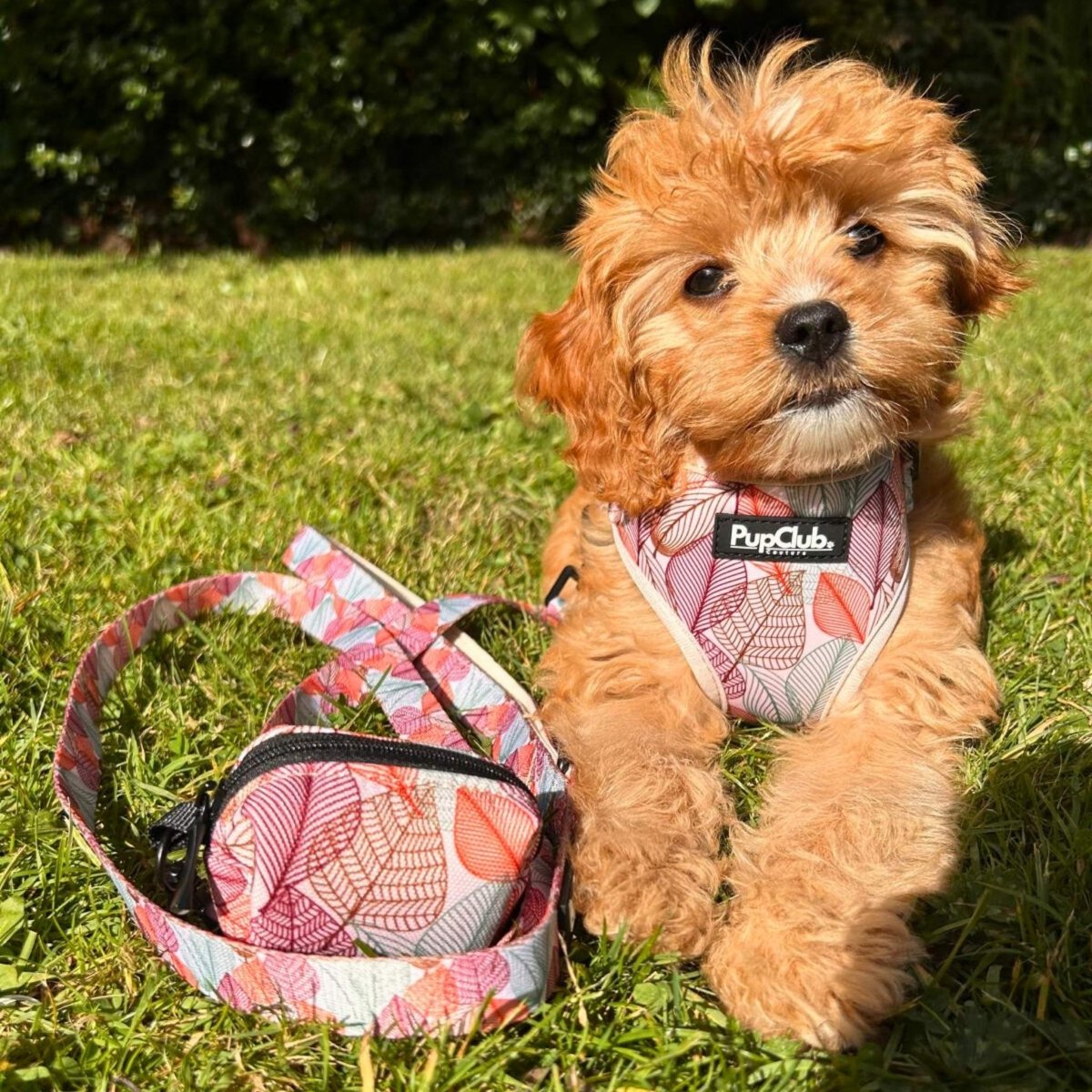 Autumn Breeze Dog Lead