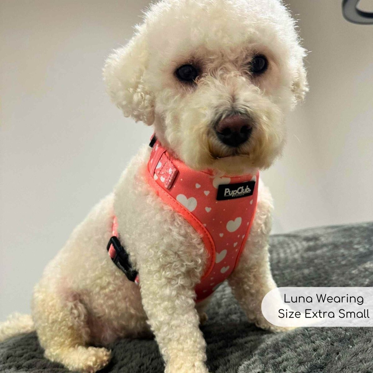 Peachy Hearts Adjustable Dog Harness