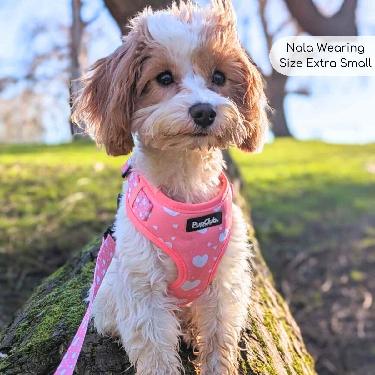 Peachy Hearts Adjustable Dog Harness