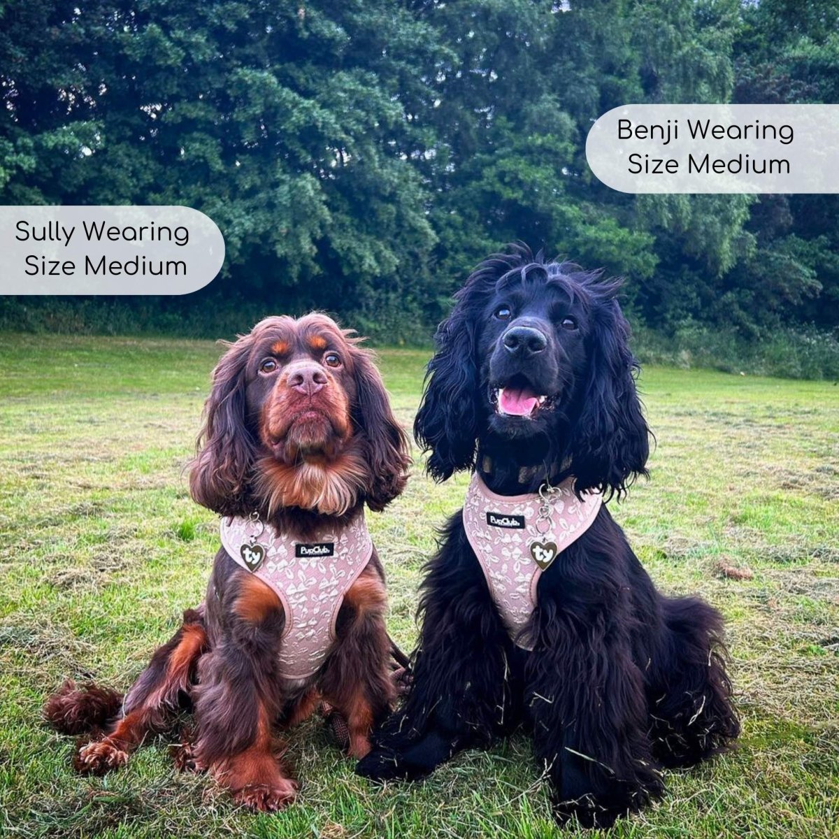 Toffee Latte Petals Adjustable Dog Harness