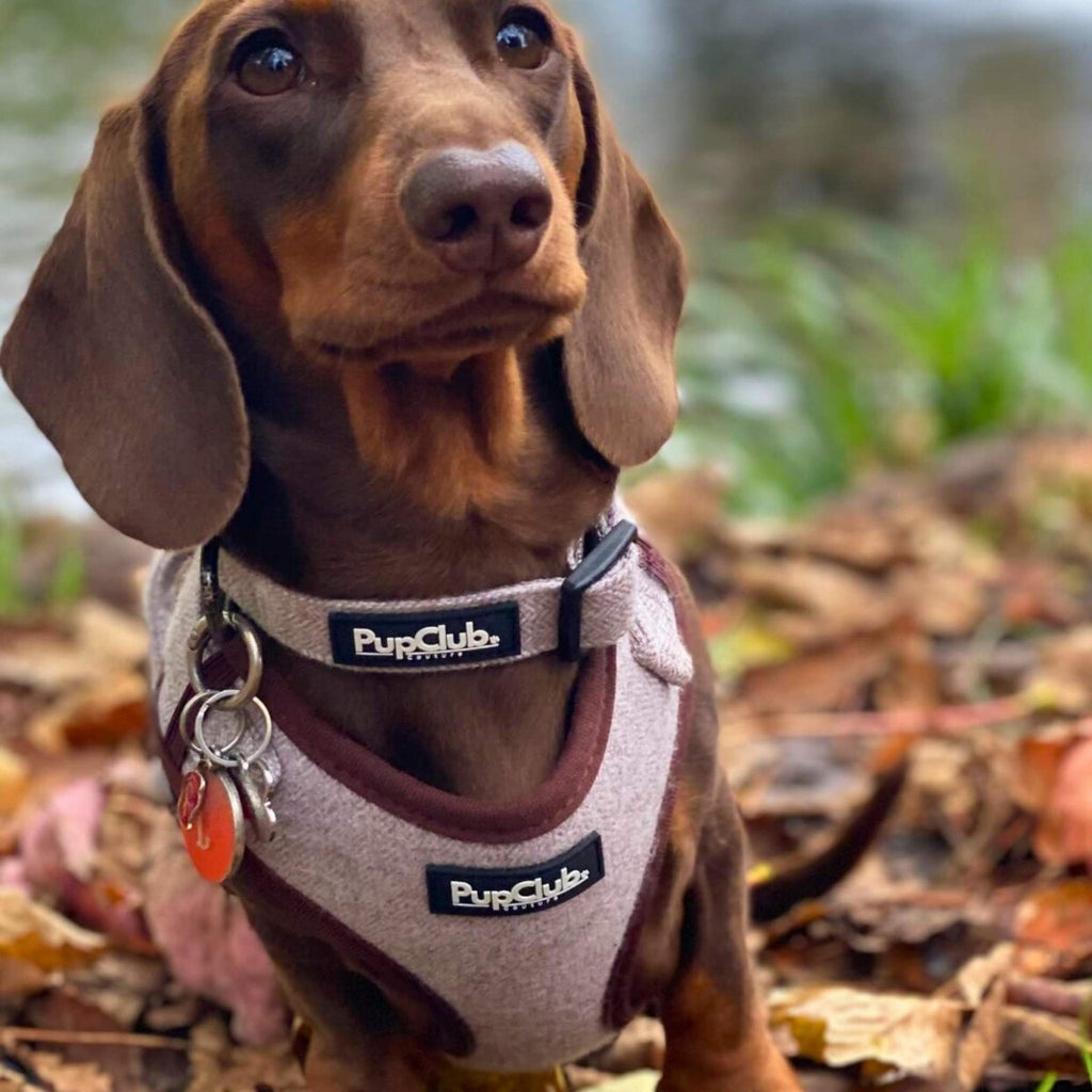Tweed Adjustable Harness in Brown