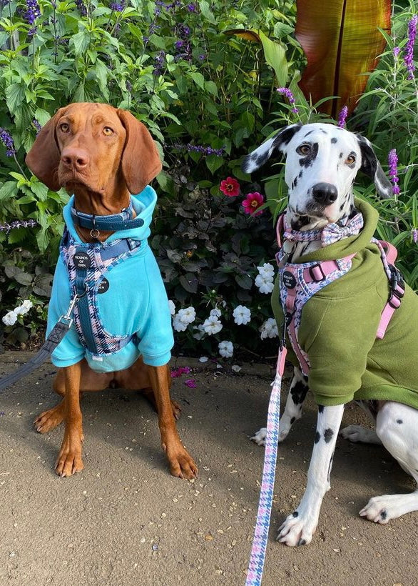 Dog Hoodie - Light Teal