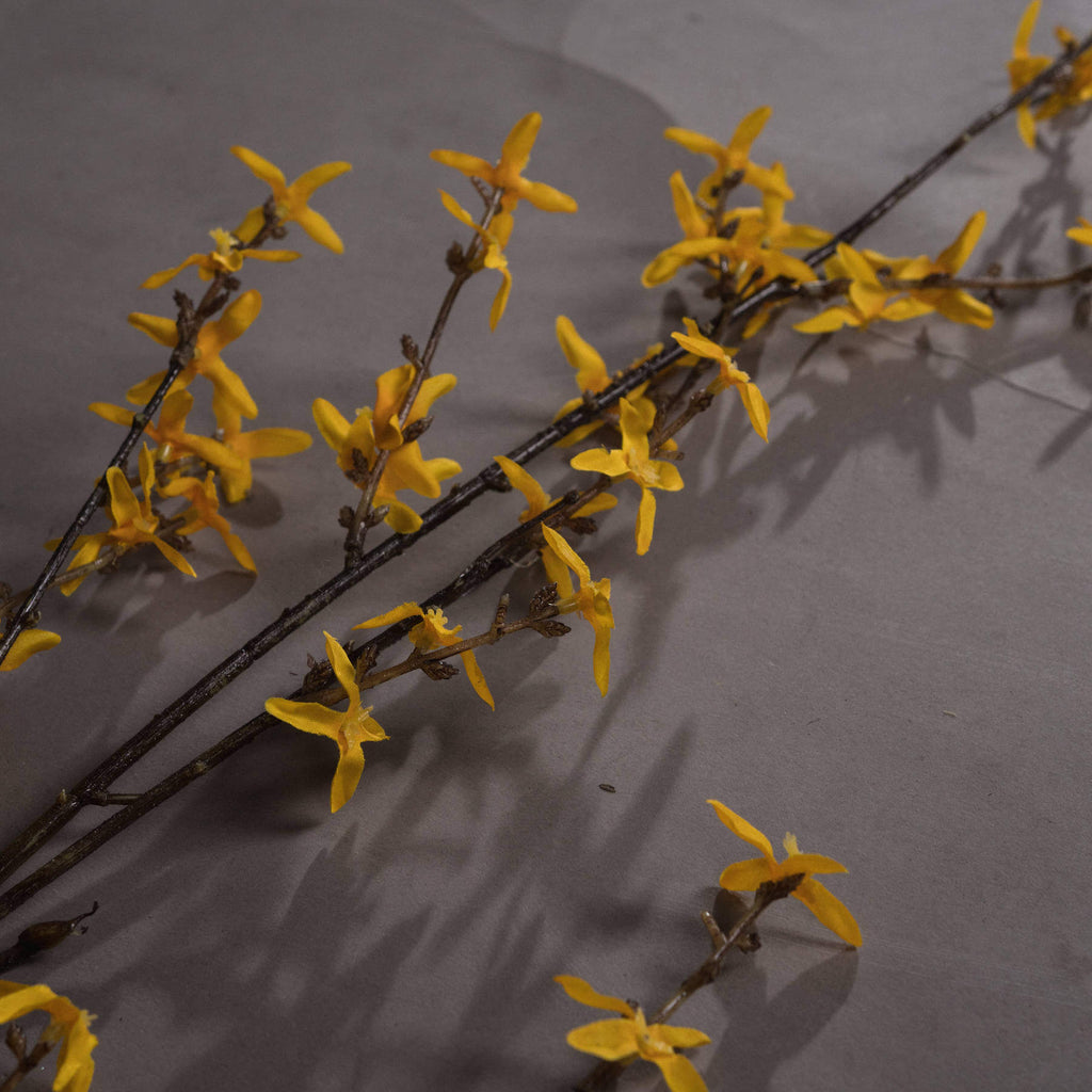 a playful close-up of vibrant yellow forsythia blooms against a sunny background