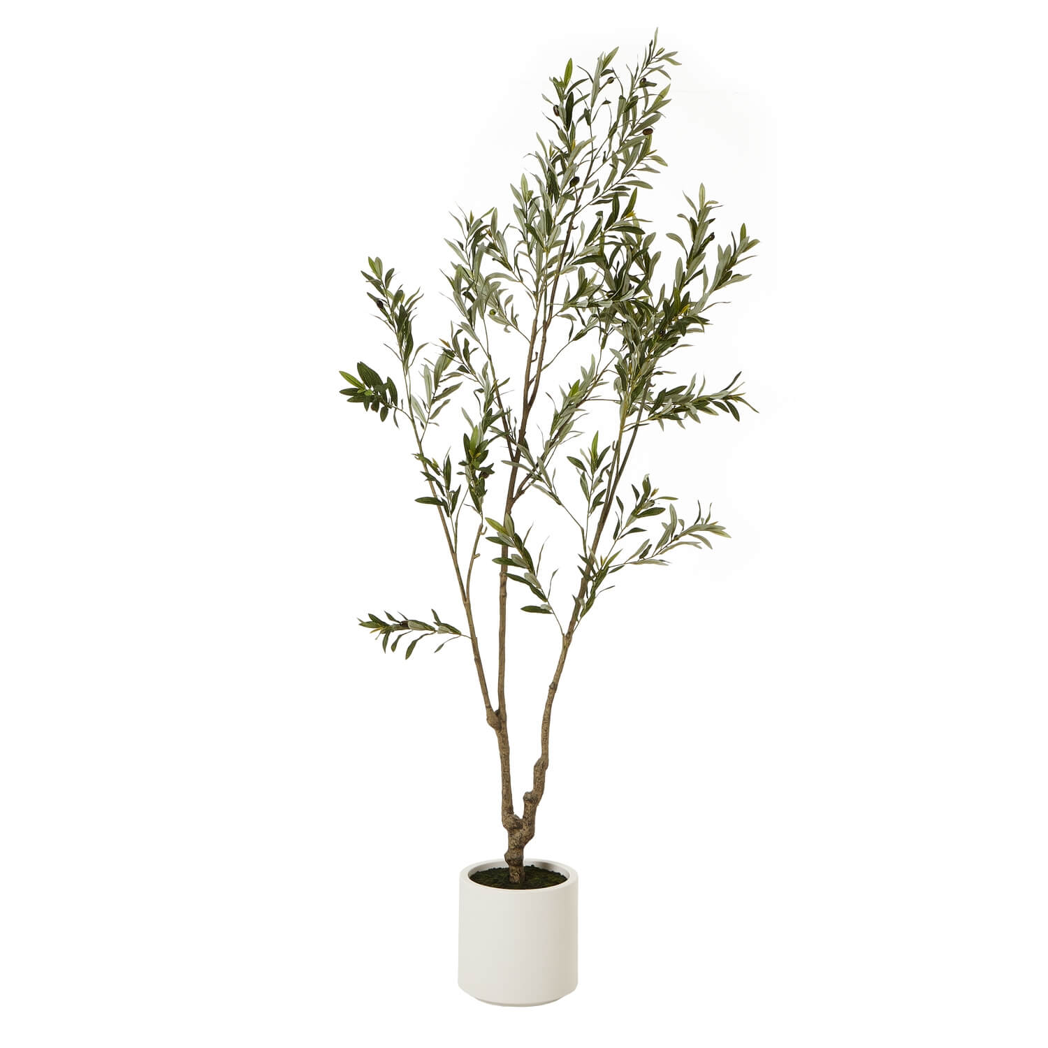 210cm lifelike Apulia olive tree in white pot with silvery-green leaves and textured brown trunk by Sostter at brixbailey.com