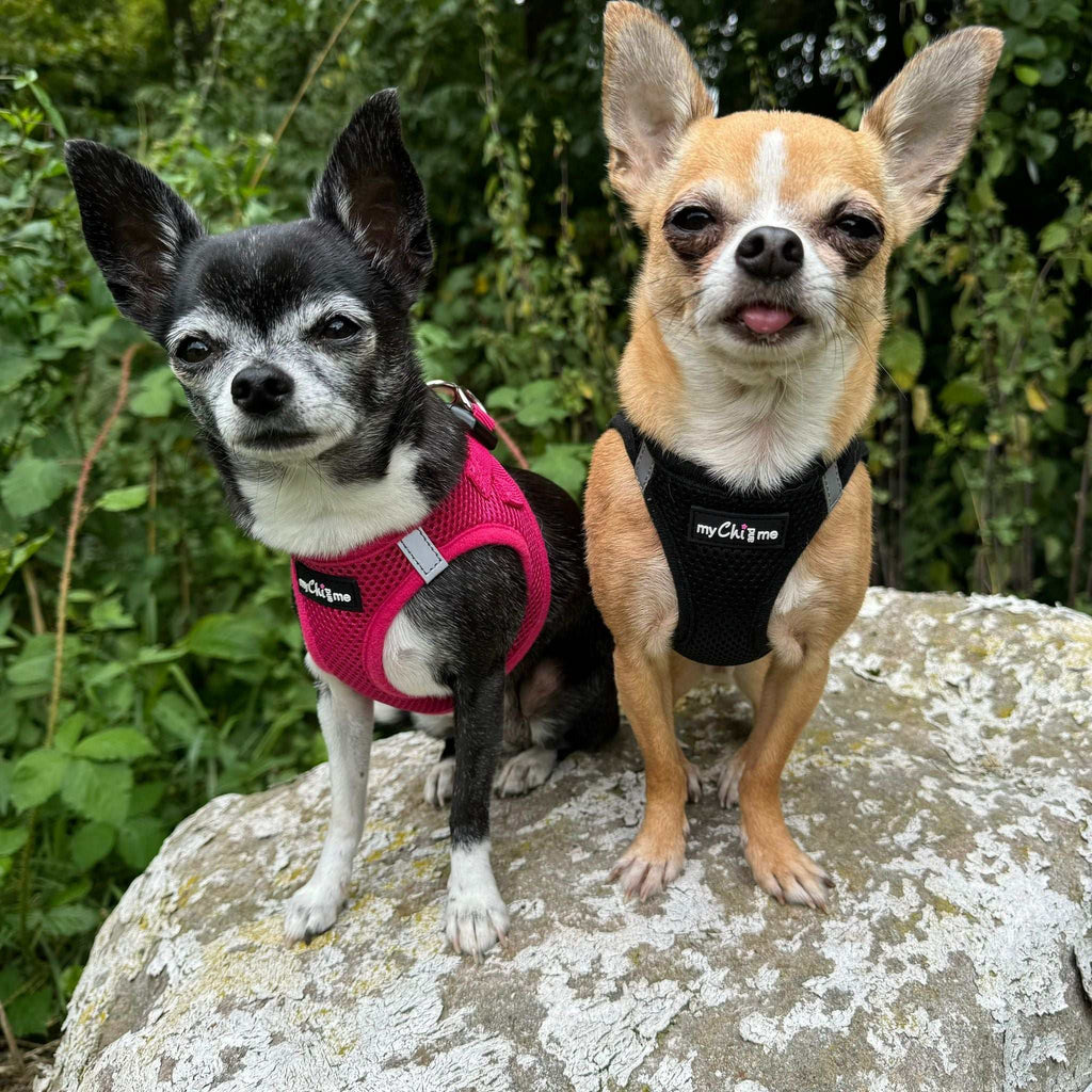 Step In Air Mesh Puppy and Small Dog Harness in Purple