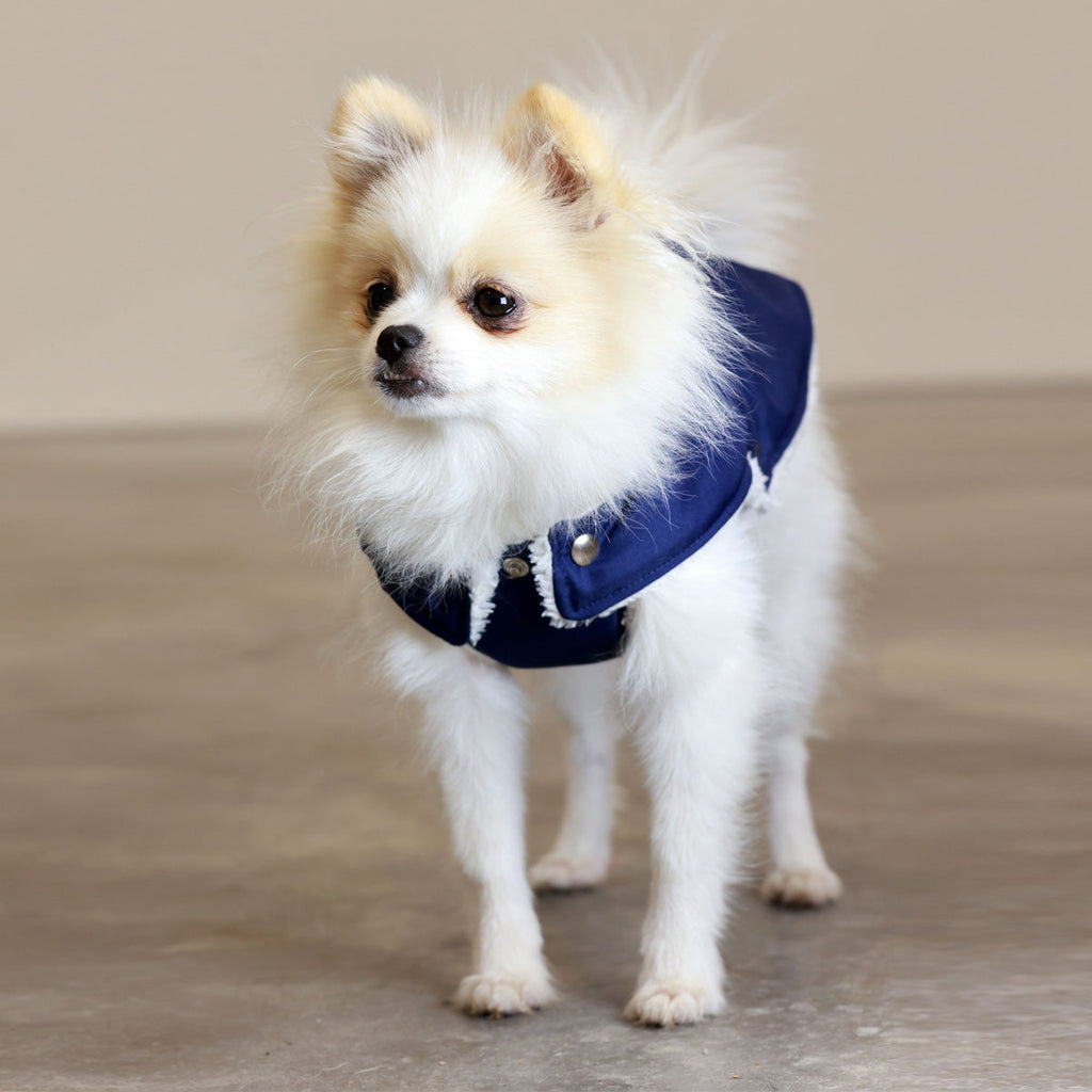 Blue and Beige Teddy Bear Waterproof Dog Jacket
