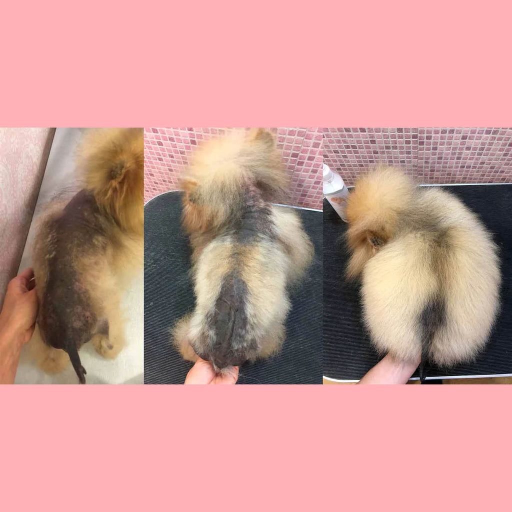 Pomeranian Coat Loss Recovery Pack with Elixir 100ml