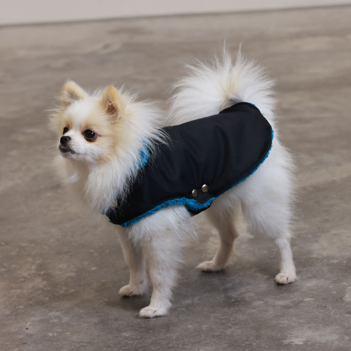 Black and Forest Green Teddy Bear Waterproof Dog Jacket