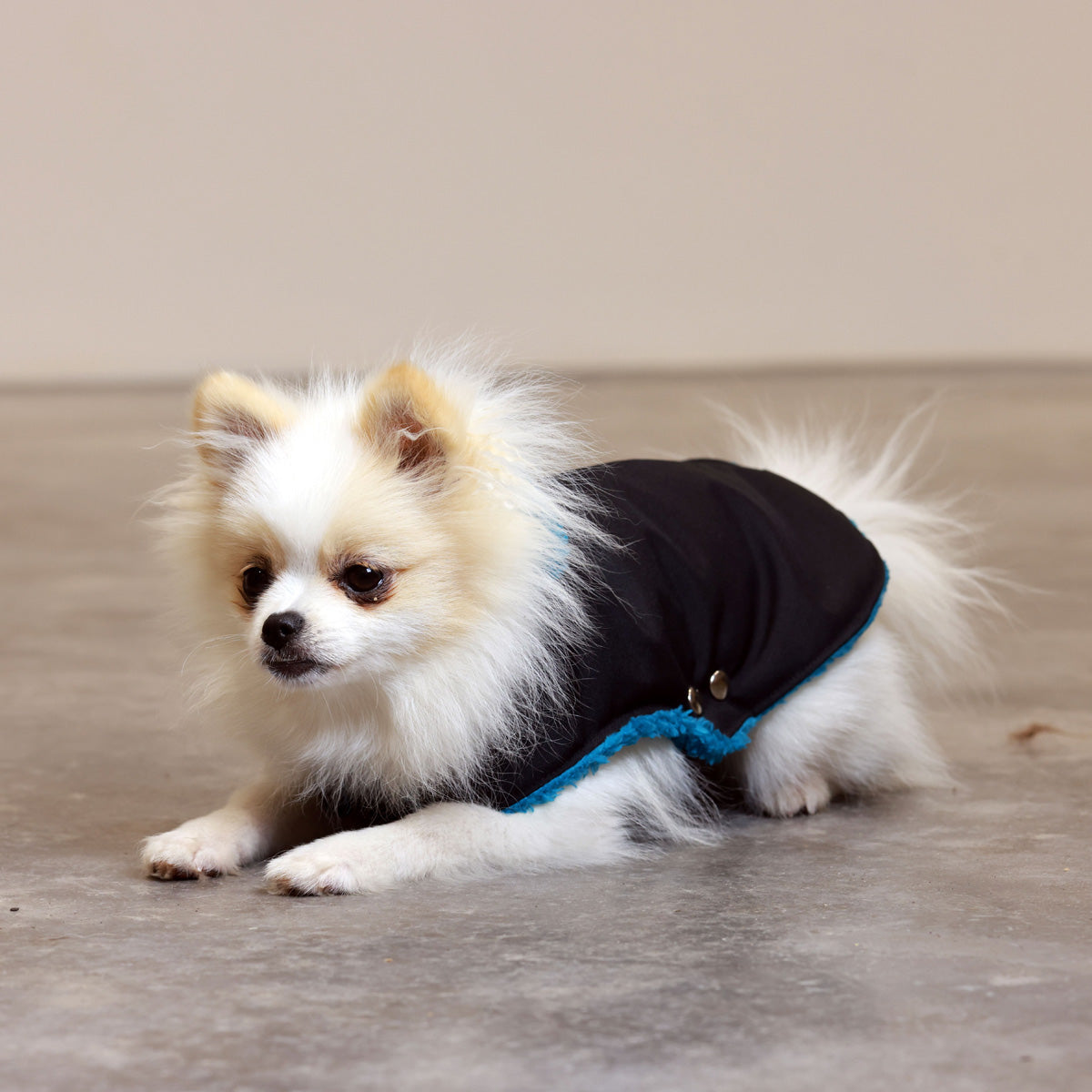 Black and Forest Green Teddy Bear Waterproof Dog Jacket