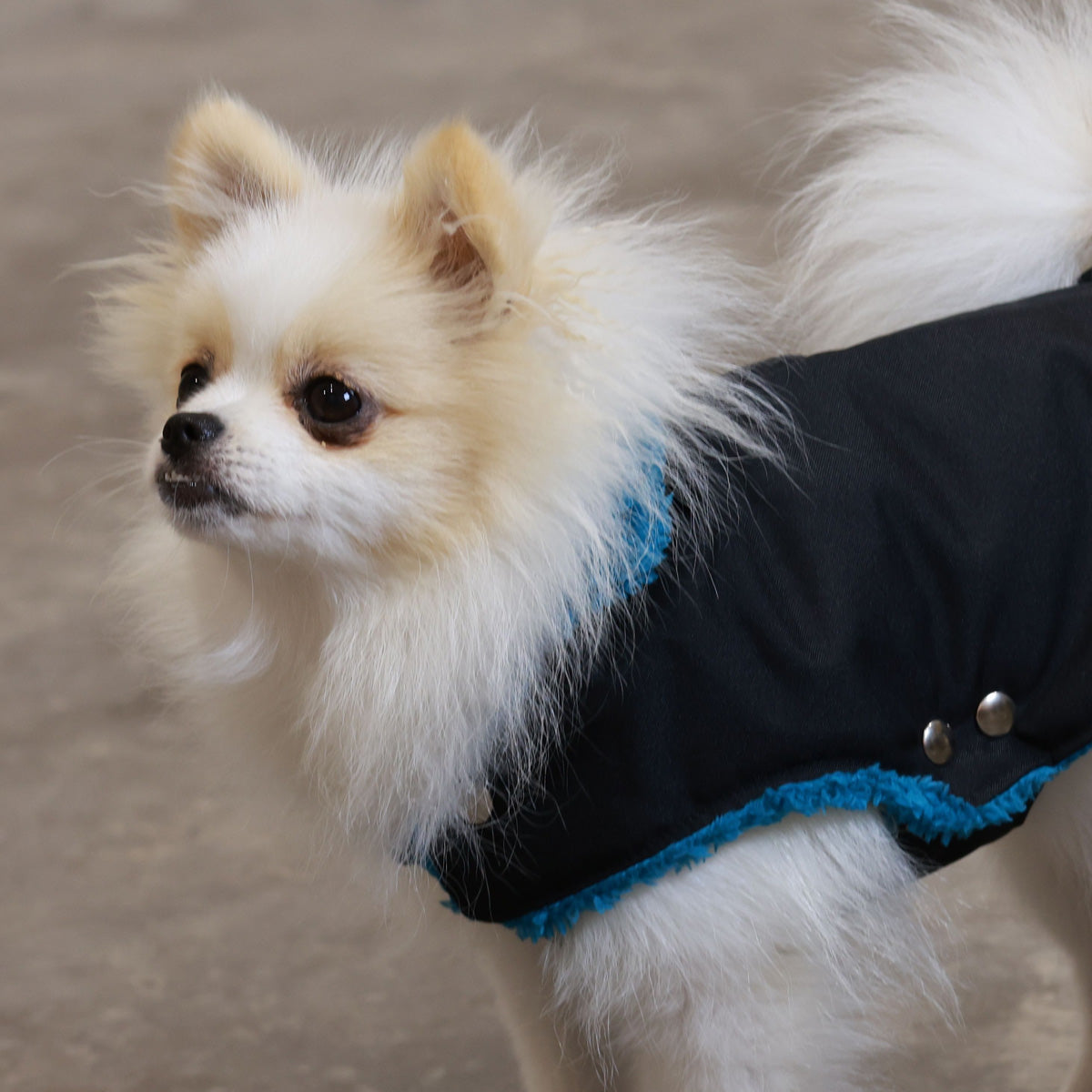 Black and Forest Green Teddy Bear Waterproof Dog Jacket