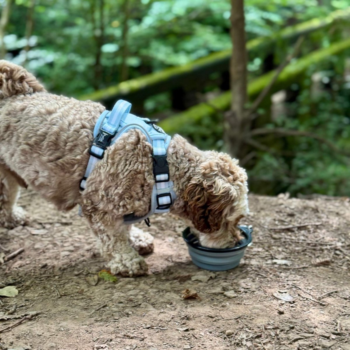 Collapsible Dog Bowl in Grey