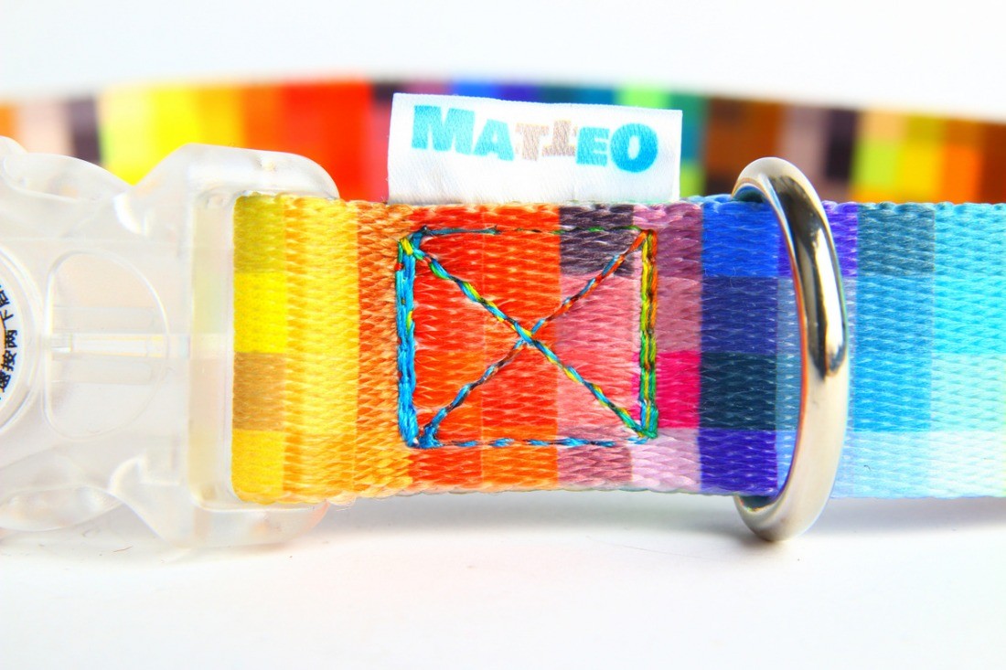 playful dog modeling the led pixel collar with glowing blue buckle in a sunlit park