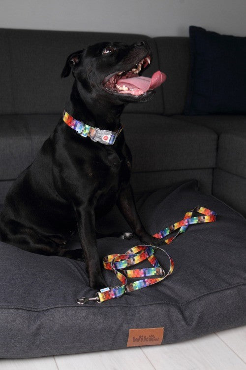 a soft blue glow from the led collar's buckle on a cozy indoor pet