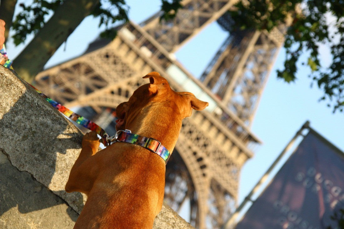 playful dog modeling the durable pixels collar with its shiny metal buckle on a fun walk