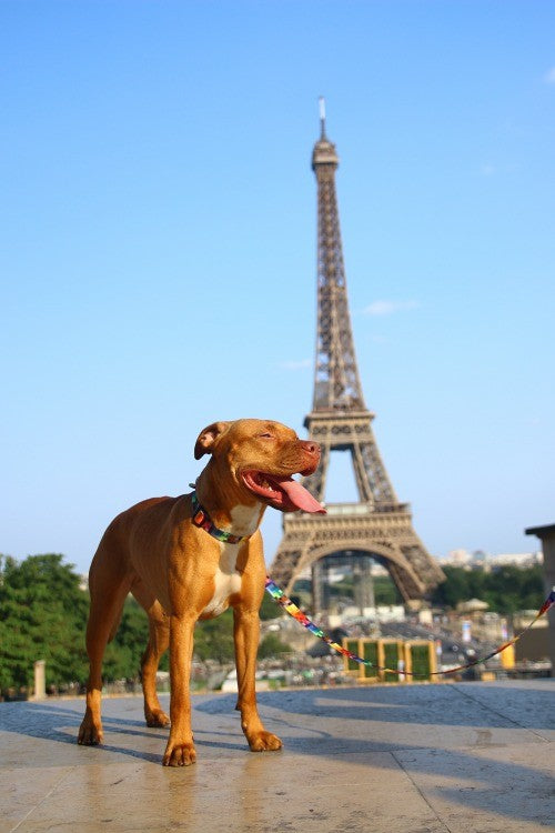 a close-up side view of the matteo pet collar showing its durable woven texture and elegant nickel-plated metal buckle
