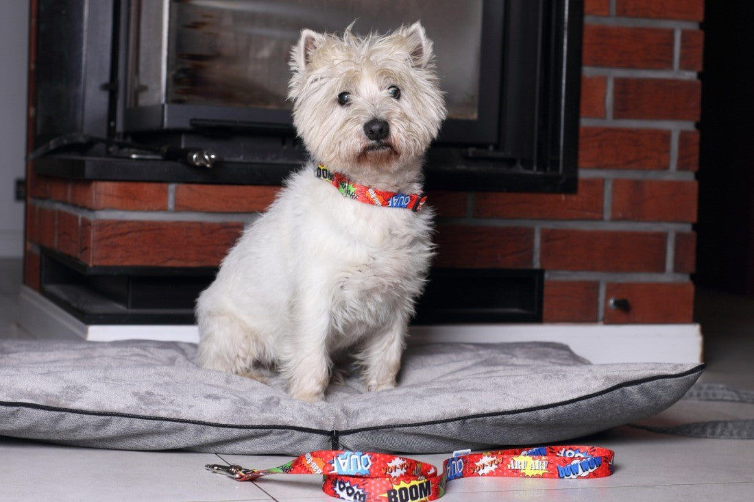 bold red graffiti led dog collar glowing confidently on a dark street