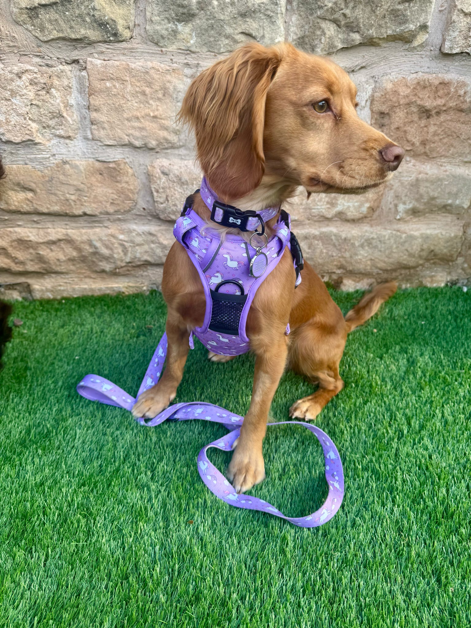 Daydreams and Unicorns Dog Collar