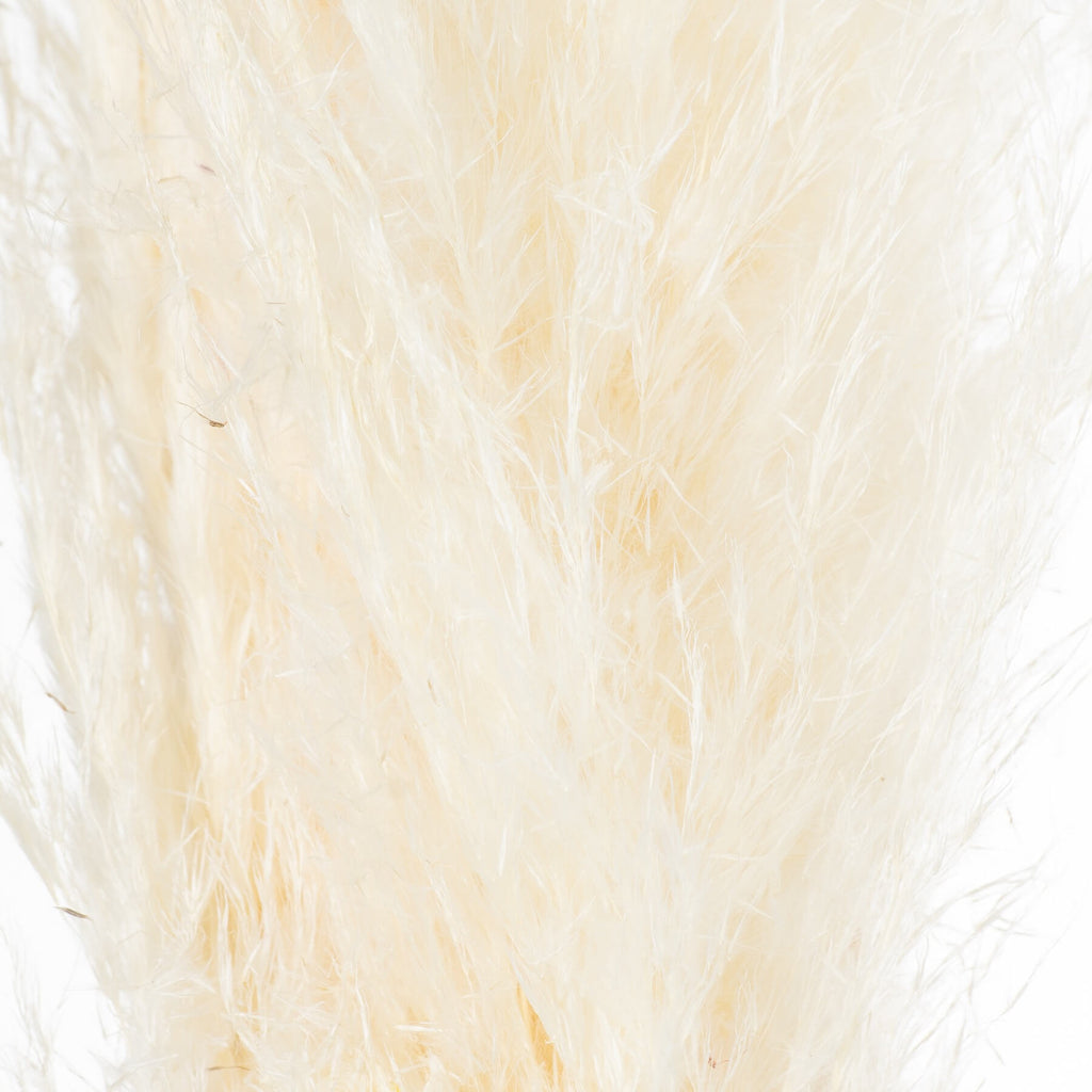 Soft cream dried floral stems with feathery plumes, 120 cm tall, for organic-modern home decor by sostter at brixbailey.com