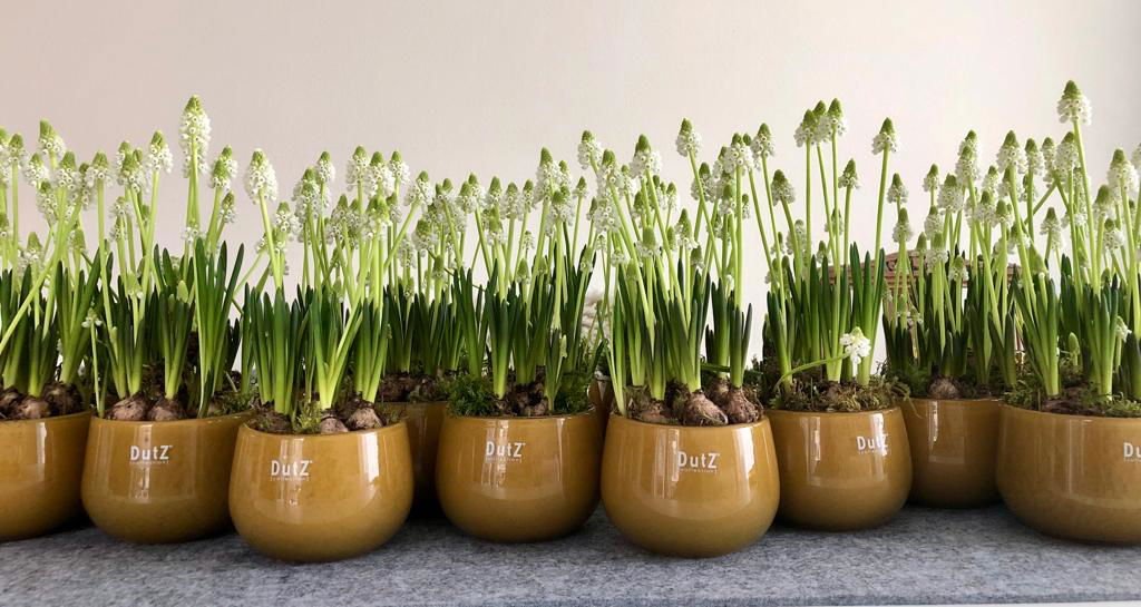 Glass Pot in Beige