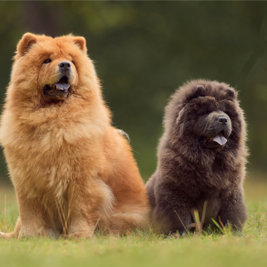 Blue Chow Chow Aloof Floof Greeting Card
