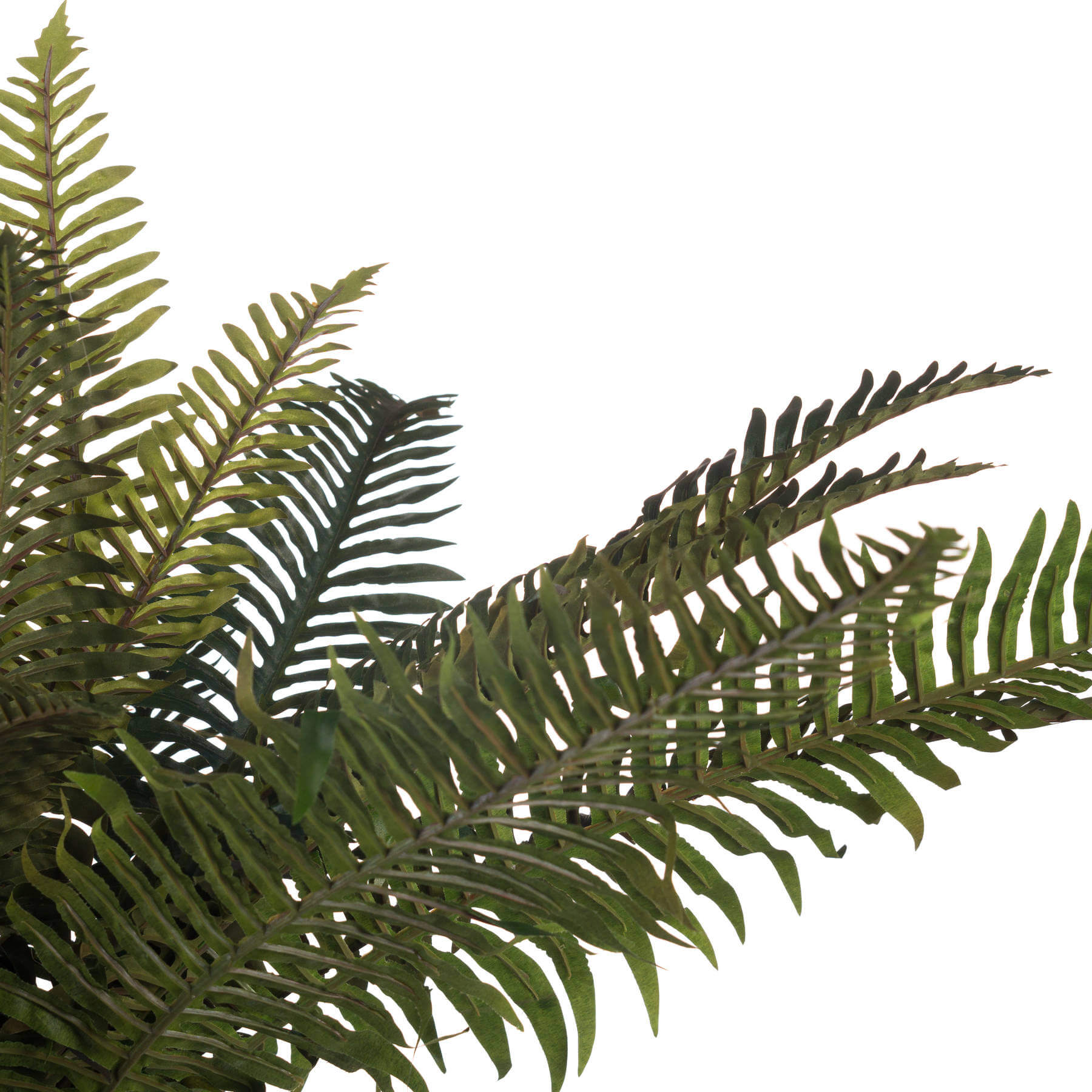 Lifelike artificial fern bunch with cascading foliage, 60cm tall, true forest green, UV-resistant for year-round vibrancy. by sostter at brixbailey.com