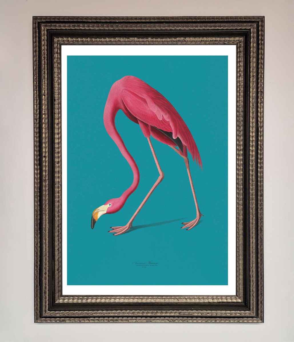Blue Flamingo Walks Framed Print