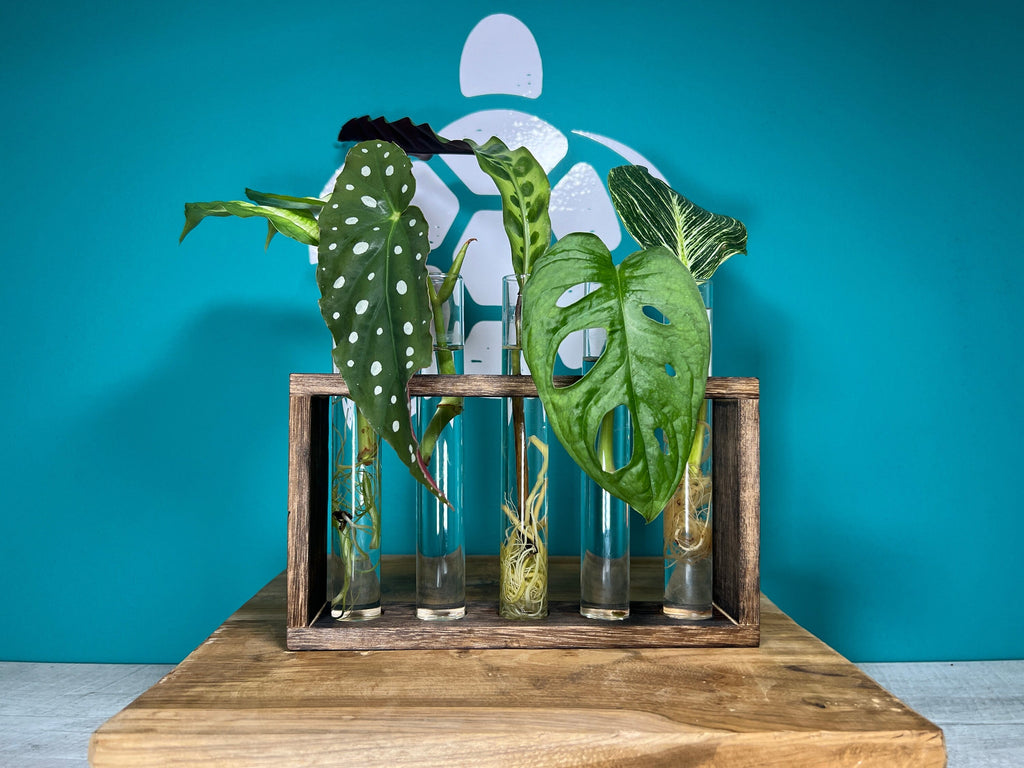 Plant Propagation Gift Set for Home Gardeners
