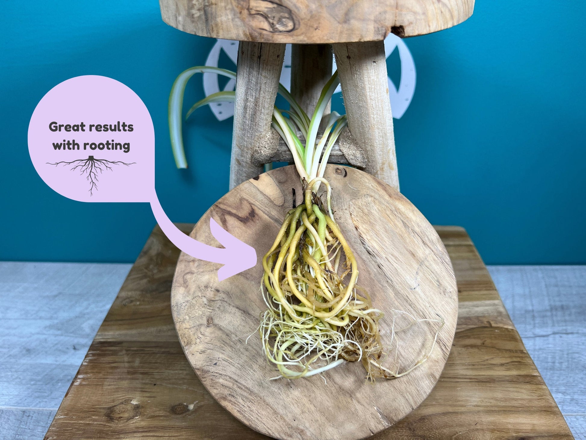 Plant Propagation Gift Set for Home Gardeners