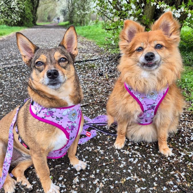 Pink Champagne Moomins Padded Dog Harness