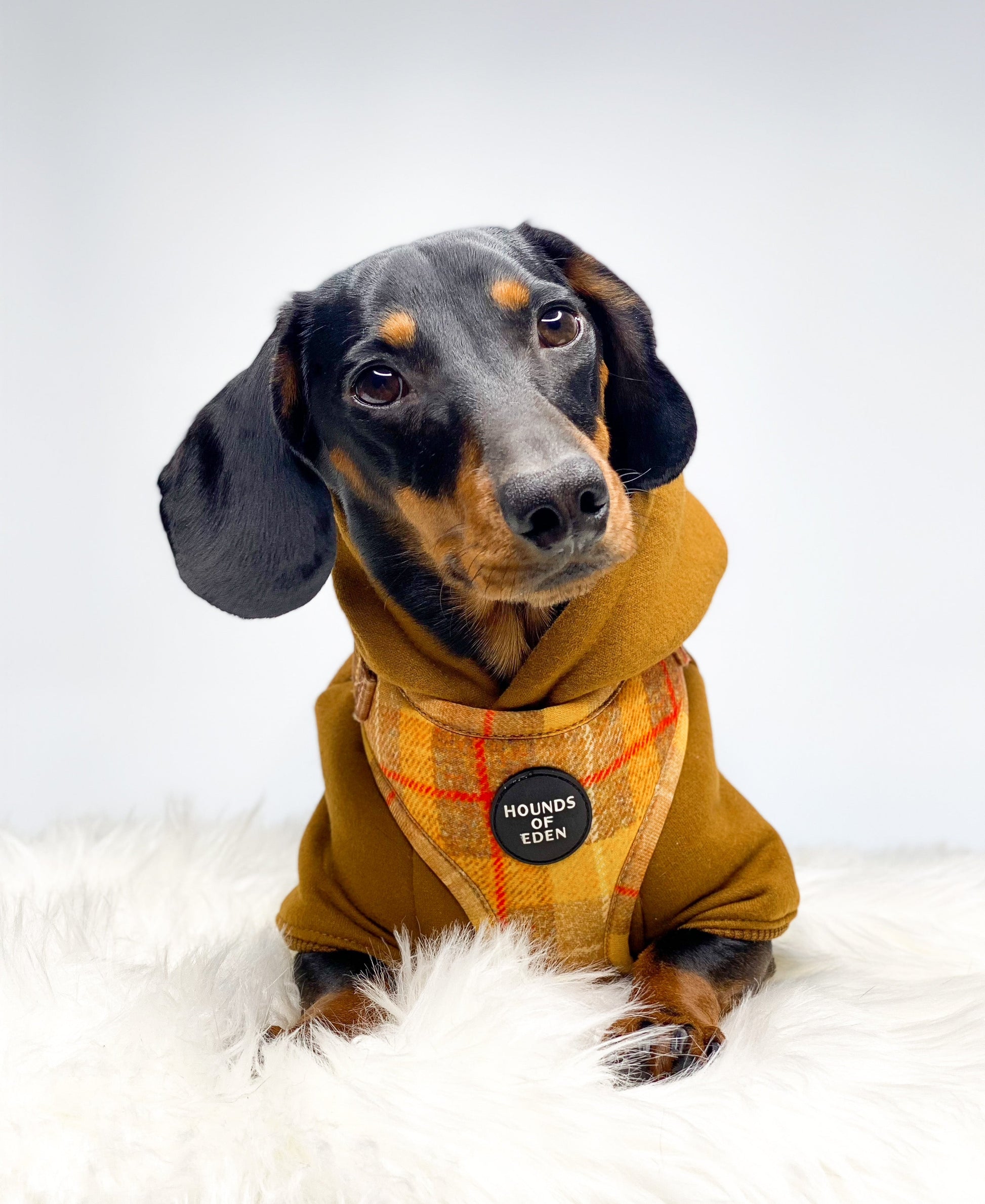 'Honey' - Yellow Check Dog Harness