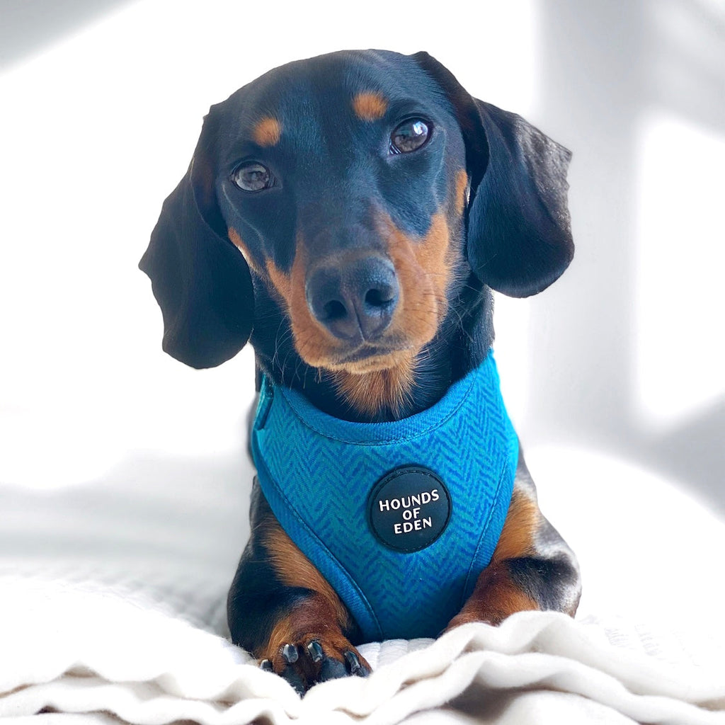 'Bruce' - Blue & Teal Herringbone Dog Harness